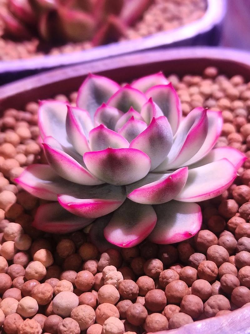 雨燕座的养护技巧？雨燕座怎么爆盆多头？-第6张图片-优品飞百科