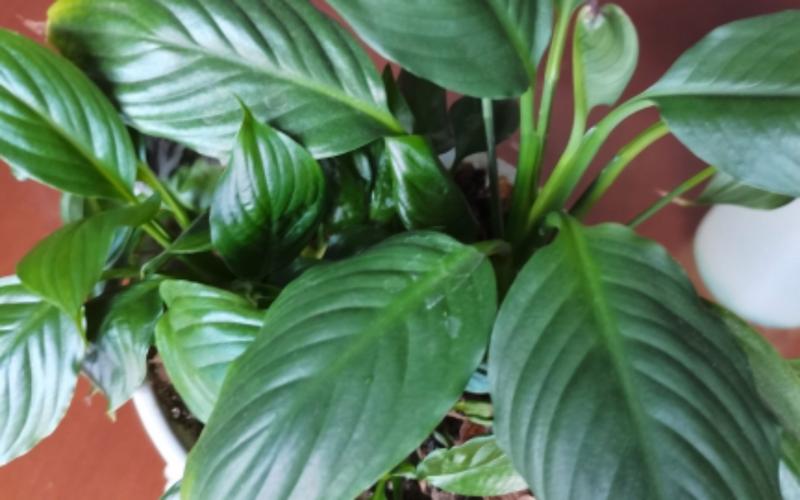 一帆风顺分株繁殖方法？一帆风顺 分株？