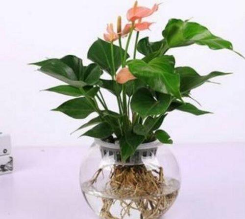 一帆风顺分株繁殖方法？一帆风顺 分株？-第2张图片-优品飞百科