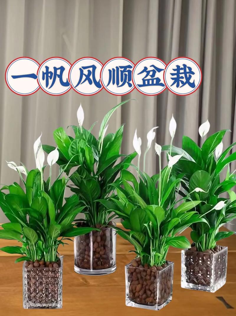 一帆风顺分株繁殖方法？一帆风顺 分株？-第4张图片-优品飞百科