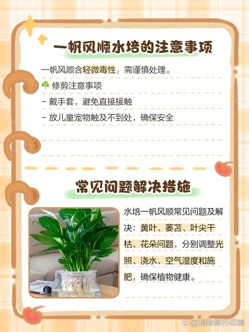 一帆风顺分株繁殖方法？一帆风顺 分株？-第7张图片-优品飞百科