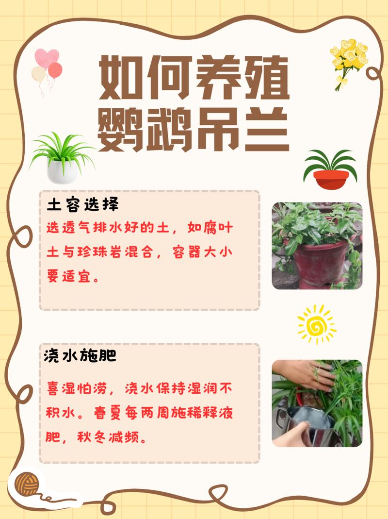 彩叶吊兰的养殖方法？彩叶吊兰有毒性吗？-第2张图片-优品飞百科