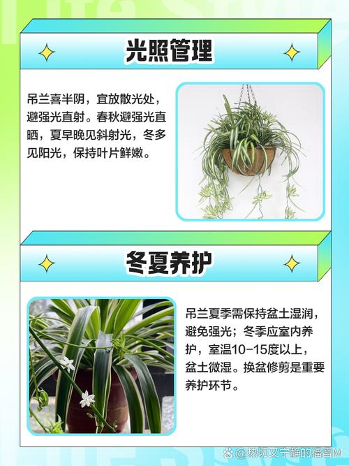 彩叶吊兰的养殖方法？彩叶吊兰有毒性吗？-第3张图片-优品飞百科