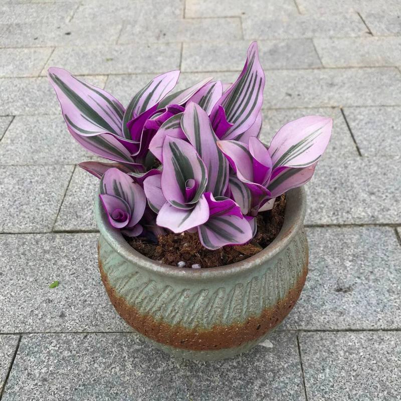 彩叶吊兰的养殖方法？彩叶吊兰有毒性吗？-第4张图片-优品飞百科