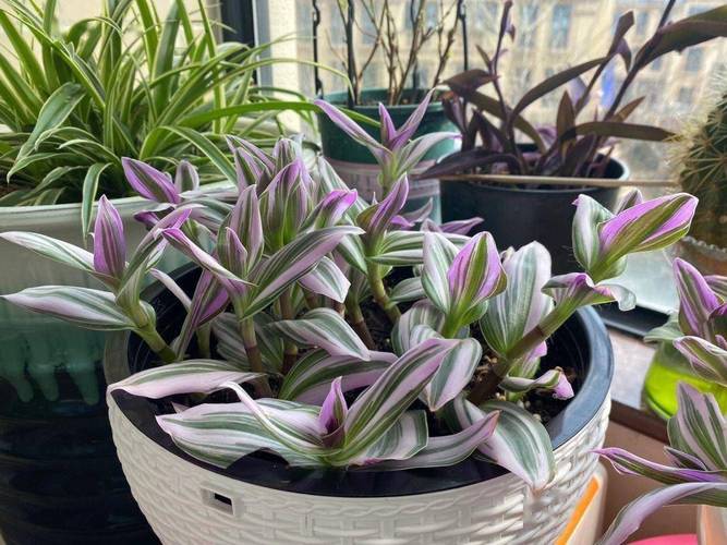 彩叶吊兰的养殖方法？彩叶吊兰有毒性吗？-第5张图片-优品飞百科