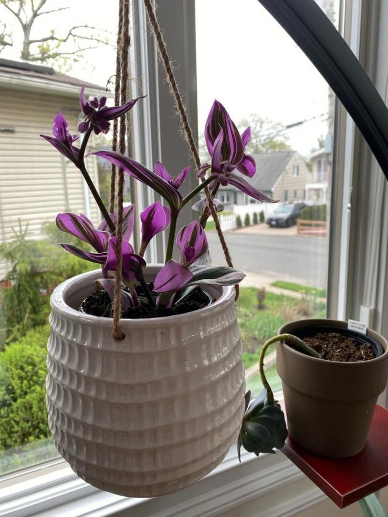 彩叶吊兰的养殖方法？彩叶吊兰有毒性吗？-第6张图片-优品飞百科