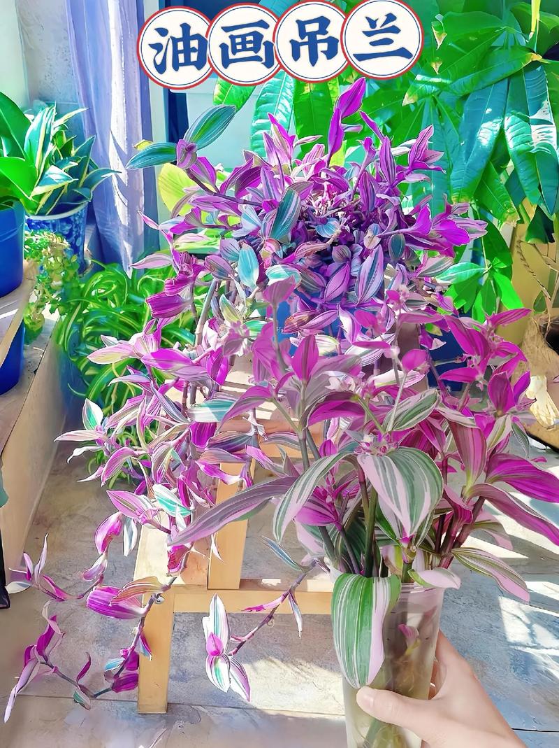 彩叶吊兰的养殖方法？彩叶吊兰有毒性吗？-第7张图片-优品飞百科