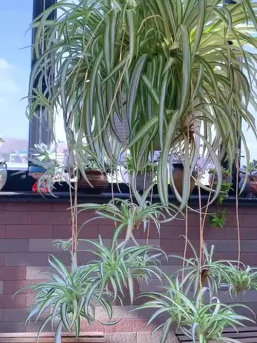 金心吊兰怎么养？金心吊兰怎么养才能更旺盛？