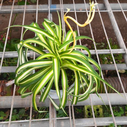 金心吊兰怎么养？金心吊兰怎么养才能更旺盛？-第2张图片-优品飞百科