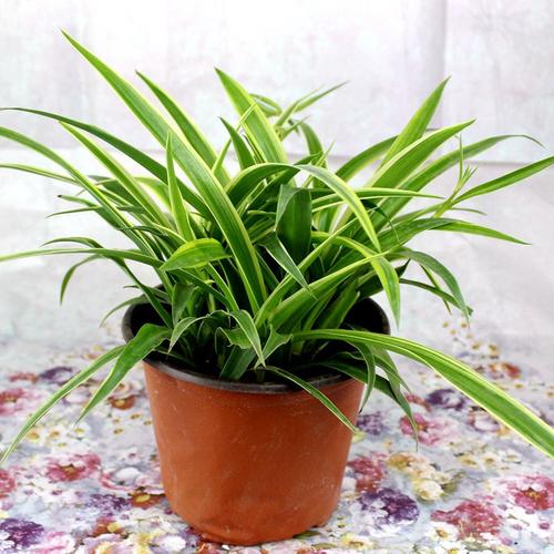 金心吊兰怎么养？金心吊兰怎么养才能更旺盛？-第3张图片-优品飞百科