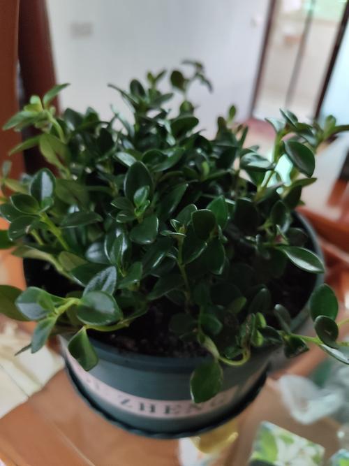 金心吊兰怎么养？金心吊兰怎么养才能更旺盛？-第5张图片-优品飞百科