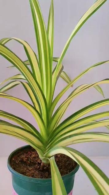 金心吊兰怎么养？金心吊兰怎么养才能更旺盛？-第6张图片-优品飞百科