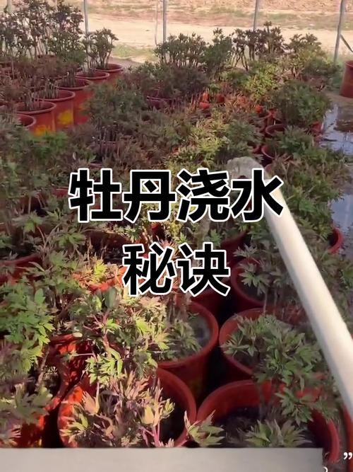 牡丹浇水多了症状，牡丹水浇多了会死吗