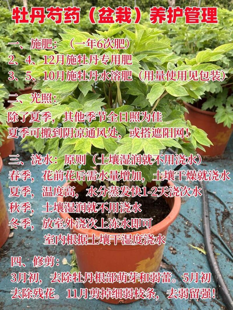 牡丹浇水多了症状,牡丹水浇多了会死吗-第2张图片-优品飞百科 牡丹浇水多了症状,牡丹水浇多了会死吗-第2张图片-优品飞百科