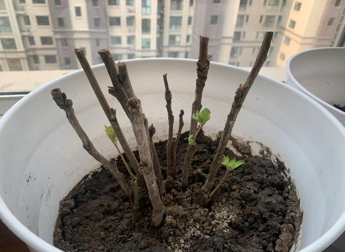 牡丹浇水多了症状,牡丹水浇多了会死吗-第3张图片-优品飞百科 牡丹浇水多了症状,牡丹水浇多了会死吗-第3张图片-优品飞百科