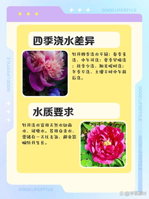 牡丹浇水多了症状,牡丹水浇多了会死吗-第5张图片-优品飞百科 牡丹浇水多了症状,牡丹水浇多了会死吗-第5张图片-优品飞百科