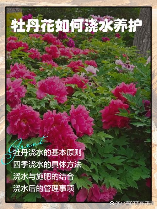 牡丹浇水多了症状,牡丹水浇多了会死吗-第6张图片-优品飞百科 牡丹浇水多了症状,牡丹水浇多了会死吗-第6张图片-优品飞百科