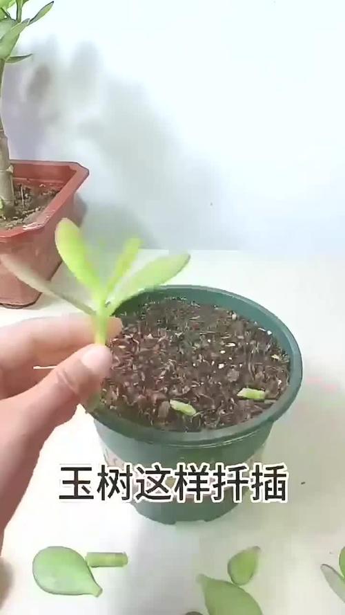 玉树扦插生根最快方法，玉树扦插生根最快方法图
