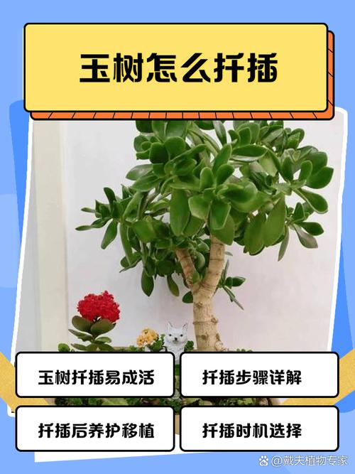 玉树扦插生根最快方法，玉树扦插生根最快方法图-第2张图片-优品飞百科