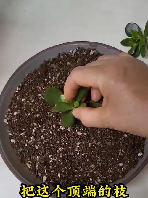 玉树扦插生根最快方法，玉树扦插生根最快方法图-第3张图片-优品飞百科