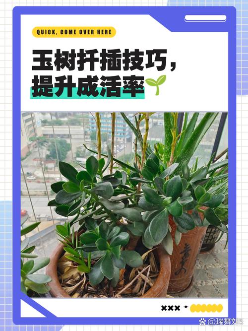 玉树扦插生根最快方法，玉树扦插生根最快方法图-第4张图片-优品飞百科