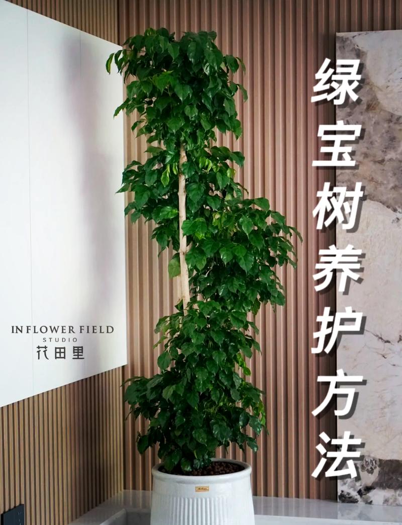 绿宝树怎么换盆，绿宝树换盆换土视频-第2张图片-优品飞百科