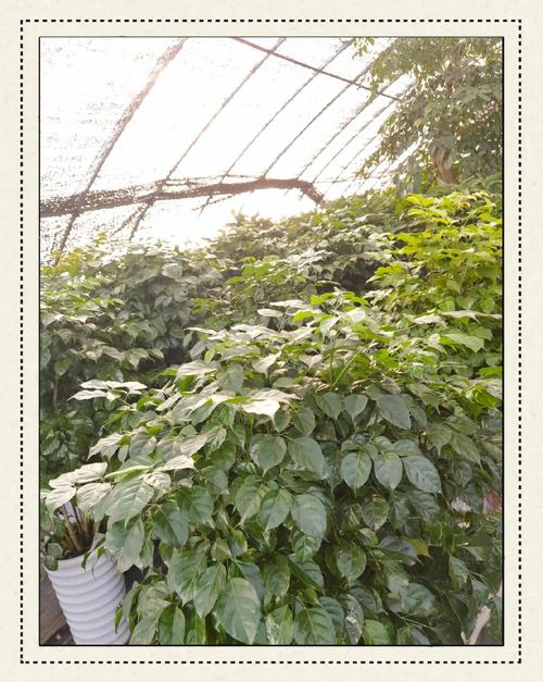 绿宝树怎么换盆，绿宝树换盆换土视频-第3张图片-优品飞百科