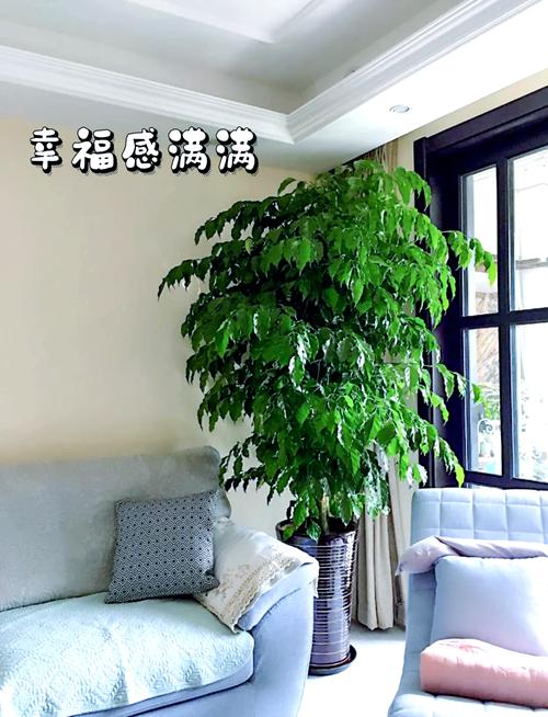 绿宝树怎么换盆，绿宝树换盆换土视频-第4张图片-优品飞百科