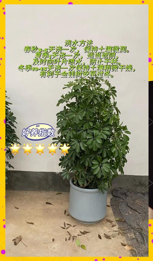 绿宝树怎么换盆，绿宝树换盆换土视频-第5张图片-优品飞百科