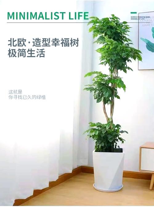 绿宝树怎么换盆，绿宝树换盆换土视频-第6张图片-优品飞百科