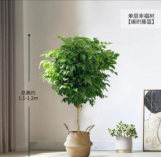 绿宝树怎么换盆，绿宝树换盆换土视频-第7张图片-优品飞百科