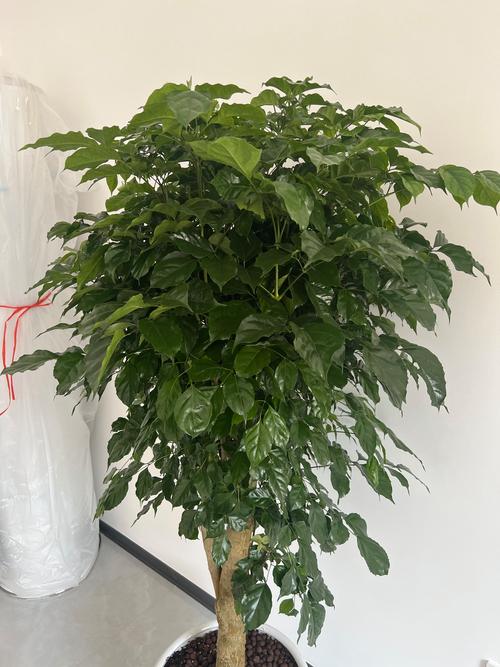 绿宝树怎么换盆，绿宝树换盆换土视频-第8张图片-优品飞百科