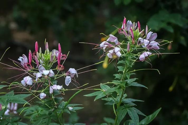 醉蝶花的养殖方法，醉蝶花的养殖方法和管理
