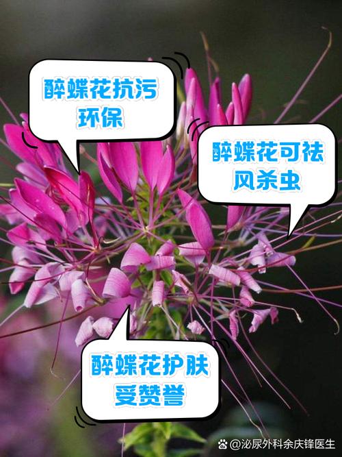 醉蝶花的养殖方法，醉蝶花的养殖方法和管理-第2张图片-优品飞百科