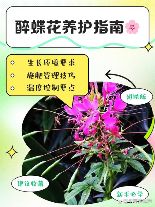 醉蝶花的养殖方法，醉蝶花的养殖方法和管理-第3张图片-优品飞百科