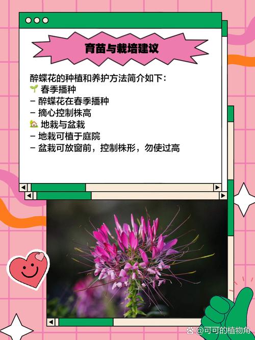 醉蝶花的养殖方法，醉蝶花的养殖方法和管理-第4张图片-优品飞百科