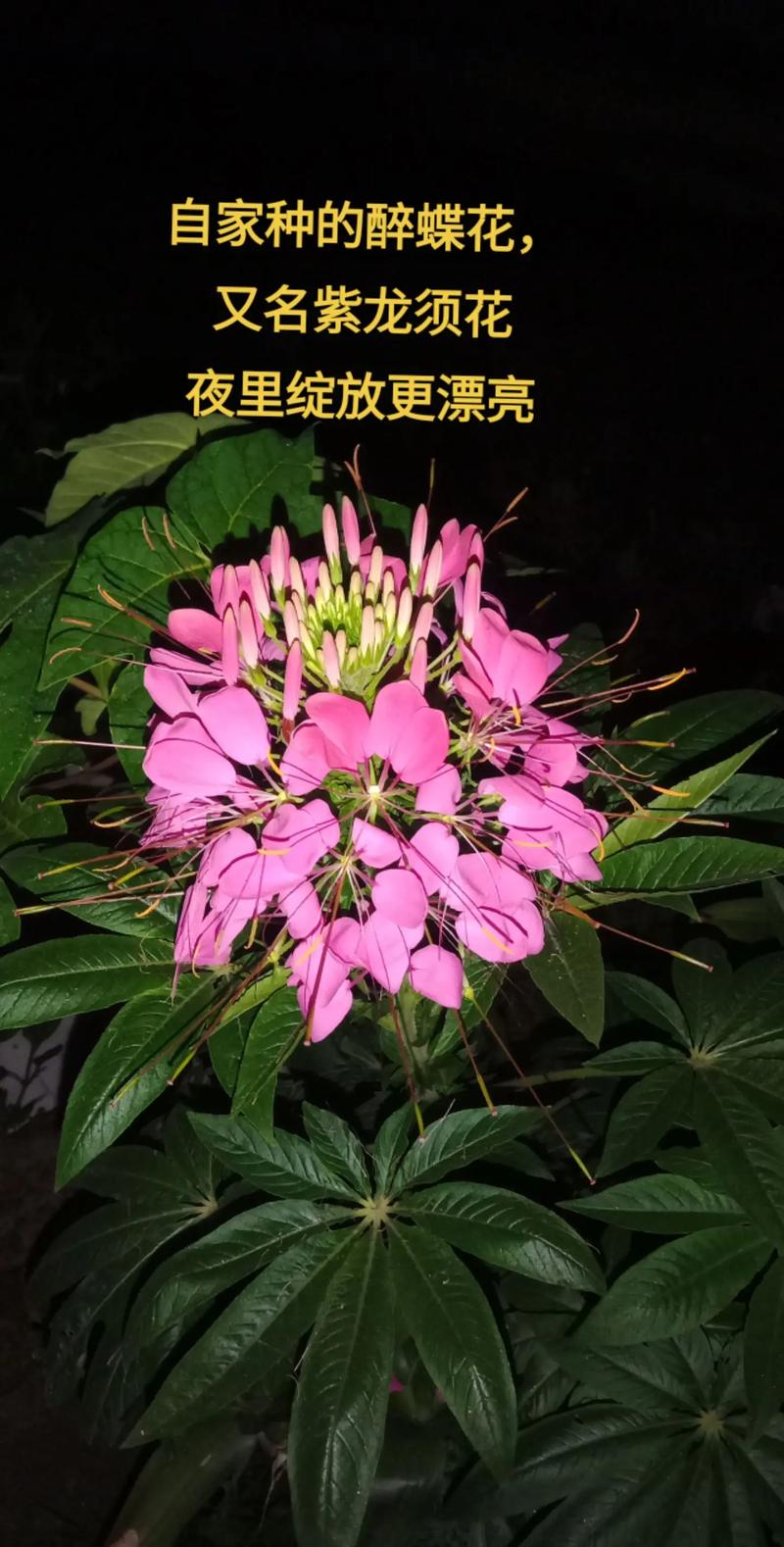 醉蝶花的养殖方法，醉蝶花的养殖方法和管理-第6张图片-优品飞百科