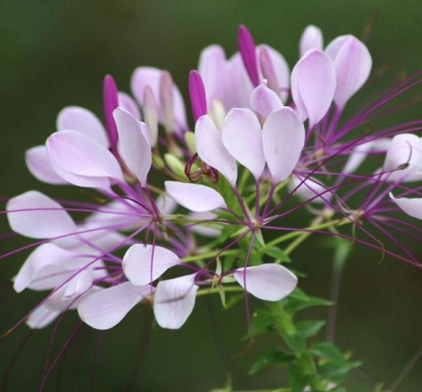 醉蝶花的养殖方法，醉蝶花的养殖方法和管理-第7张图片-优品飞百科