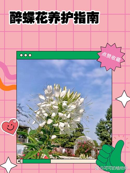 醉蝶花的养殖方法，醉蝶花的养殖方法和管理-第8张图片-优品飞百科