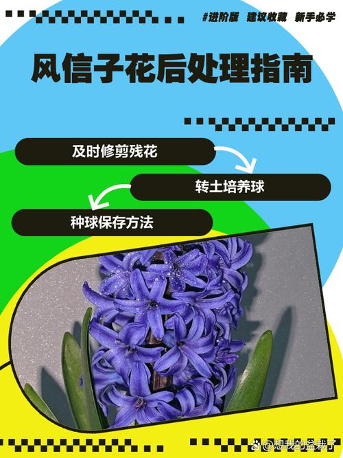风信子开花后怎么处理，风信子花后应该如何处理