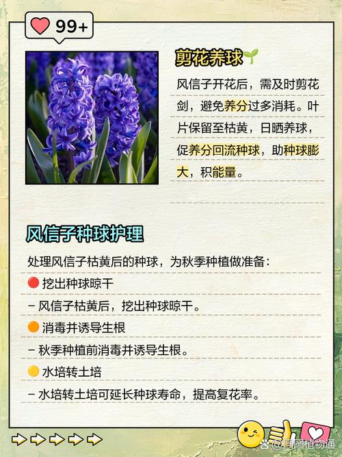 风信子开花后怎么处理，风信子花后应该如何处理-第2张图片-优品飞百科