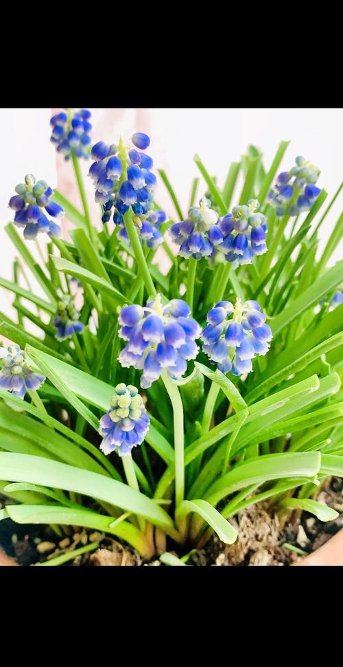 风信子开花后怎么处理，风信子花后应该如何处理-第4张图片-优品飞百科