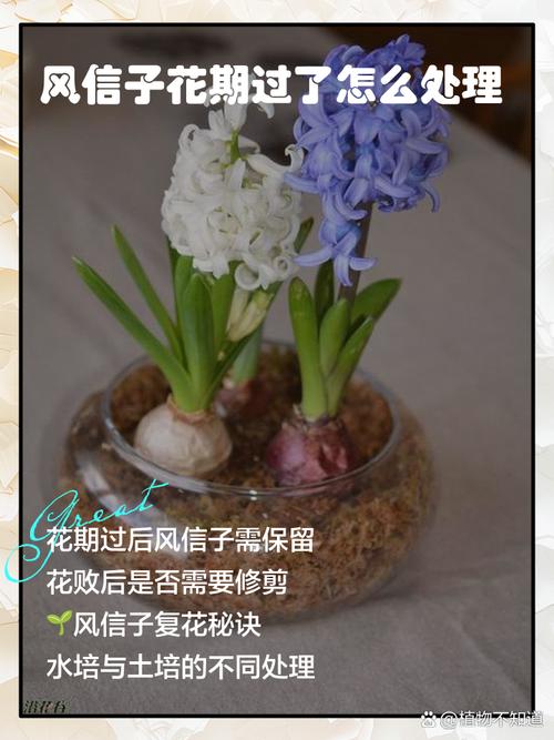 风信子开花后怎么处理，风信子花后应该如何处理-第5张图片-优品飞百科