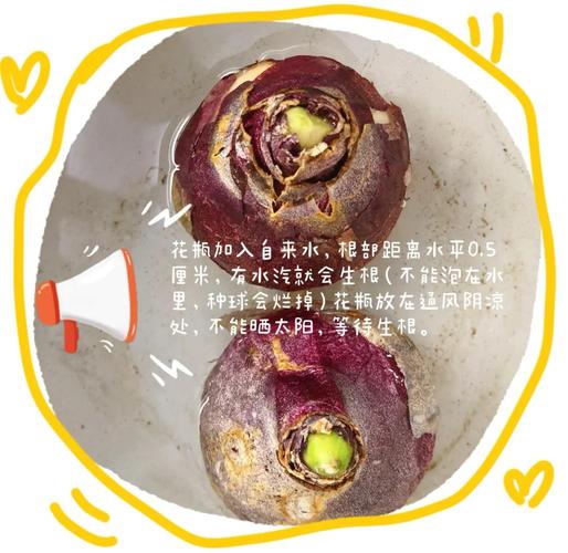 风信子开花后怎么处理，风信子花后应该如何处理-第6张图片-优品飞百科