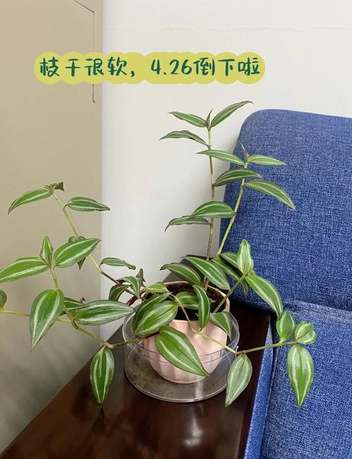 吊竹梅怎样插扦爆盆？吊竹梅在扦插过程中哪个部位生根？