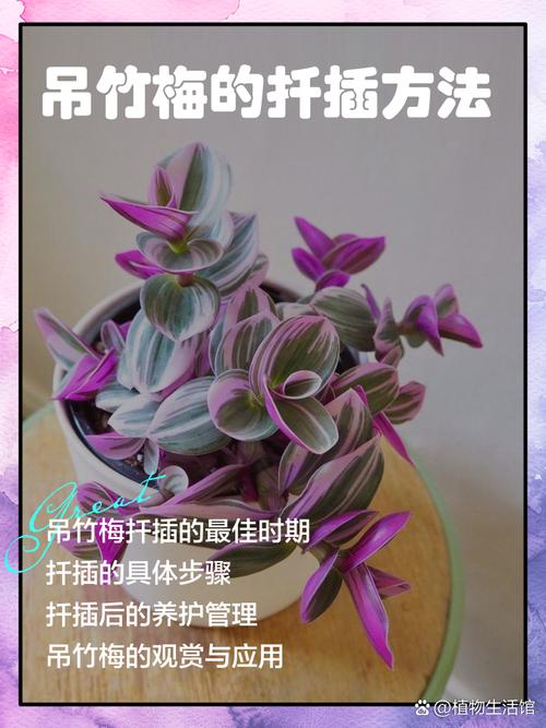 吊竹梅怎样插扦爆盆？吊竹梅在扦插过程中哪个部位生根？-第2张图片-优品飞百科