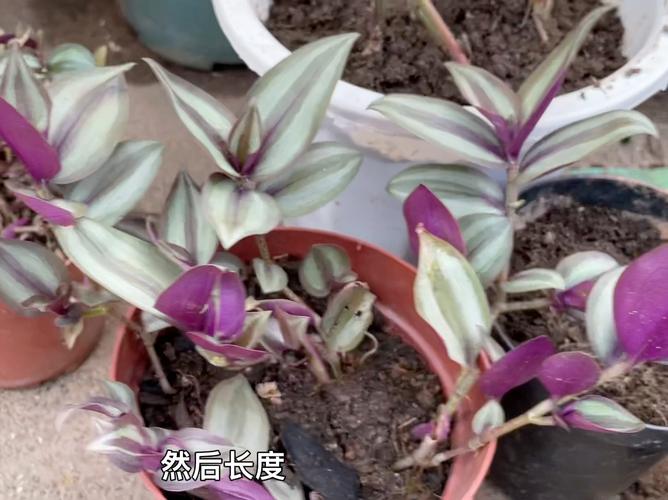 吊竹梅怎样插扦爆盆？吊竹梅在扦插过程中哪个部位生根？-第4张图片-优品飞百科