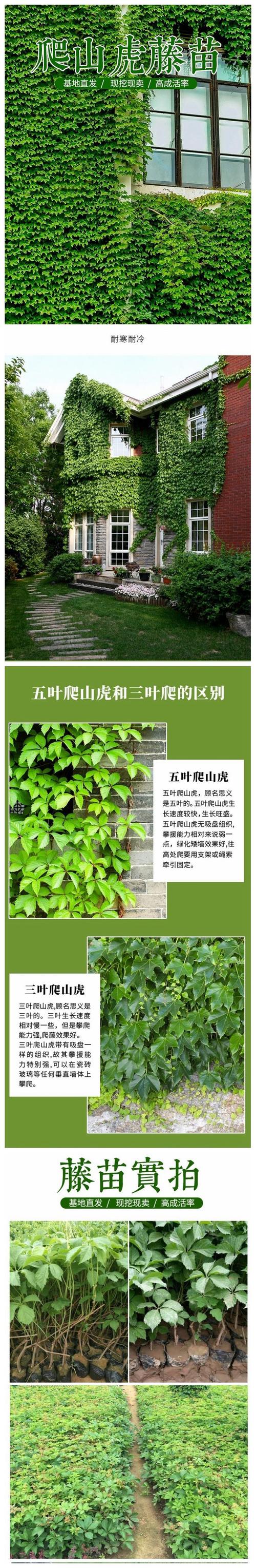 爬山虎怎么种植？爬山虎怎么种植视频？