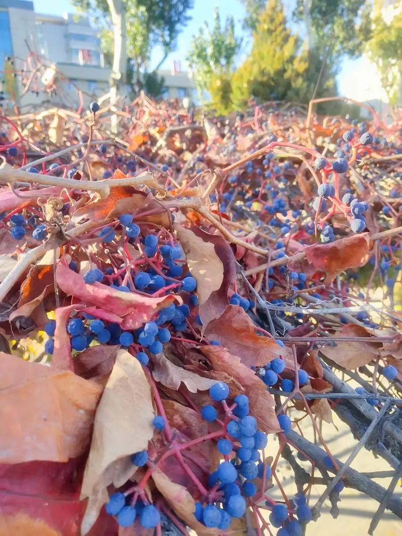 爬山虎怎么种植?爬山虎怎么种植视频?-第3张图片-优品飞百科 爬山虎怎么种植?爬山虎怎么种植视频?-第3张图片-优品飞百科