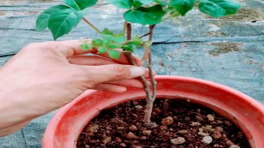 爬山虎怎么种植?爬山虎怎么种植视频?-第4张图片-优品飞百科 爬山虎怎么种植?爬山虎怎么种植视频?-第4张图片-优品飞百科